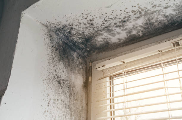 Affordable Mold Cleanup solutions in Ashton, MD